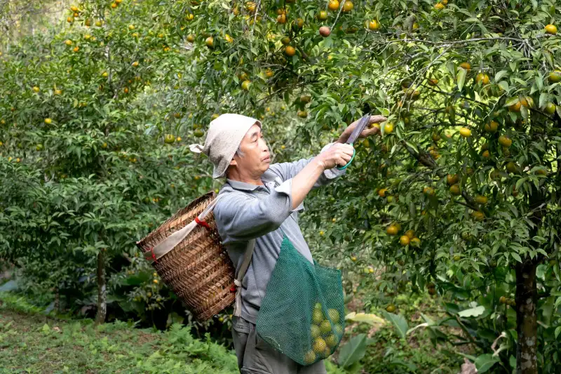 常州新能源汽车销售市场观察：果果汽车如何推动苏南地区绿色出行普及